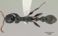 Tetraponera nitida casent0172004 dorsal 1.jpg