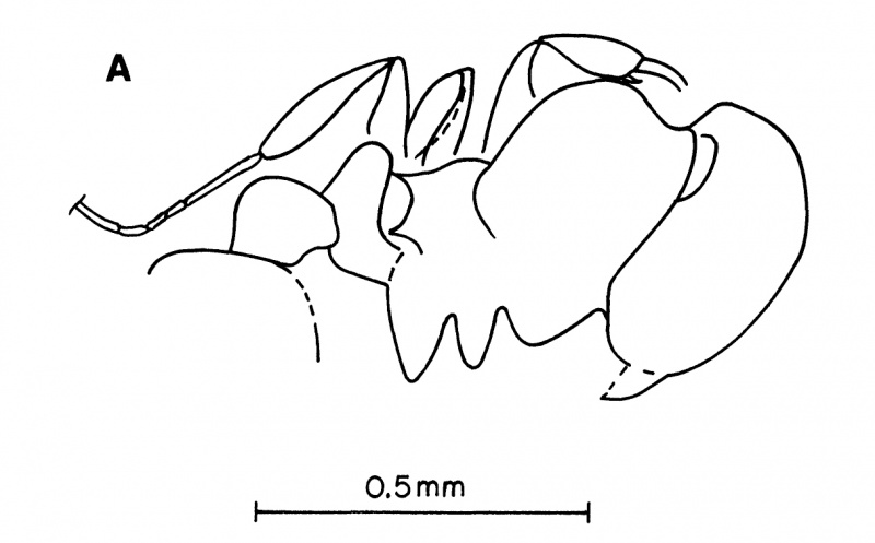 File:Wilson 1985-6Eocenidris-crassa.jpg