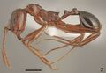 Aphaenogaster aktaci F2.jpg
