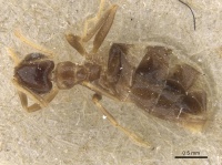 Brachymyrmex antennatus casent0911606 d 1 high.jpg