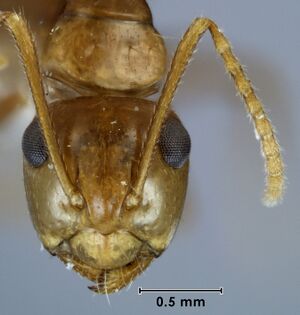 Camponotus andyyoungi paratype ANIC32-053468 head.jpg