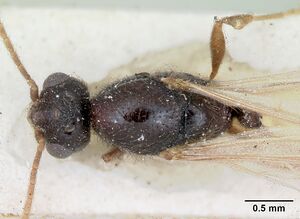 Camponotus lubbocki casent0172790 dorsal 1.jpg