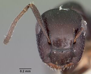 Camponotus papago casent0104697 head 1.jpg