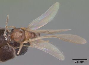 Forelius pruinosus casent0102698 dorsal 1.jpg