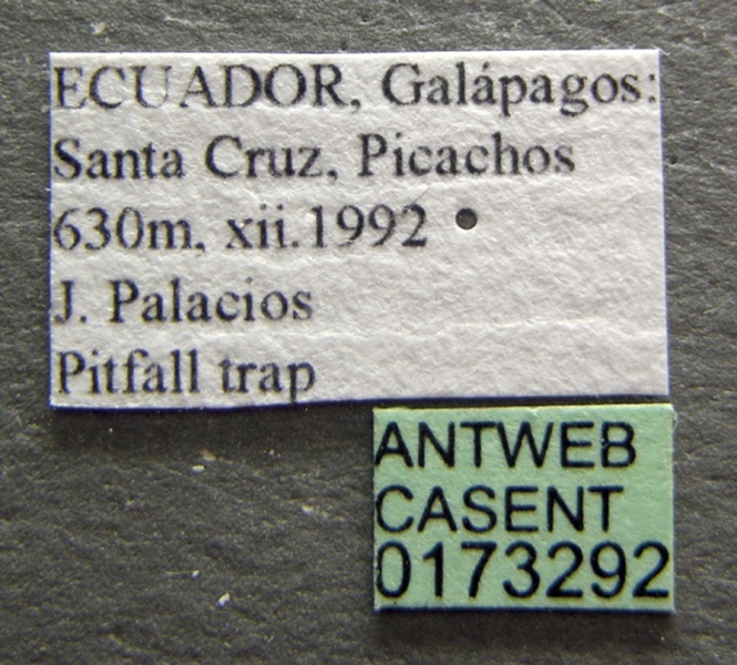 File:Hypoponera opaciceps casent0173292 label 1.jpg