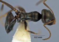 Iridomyrmex continentis top view