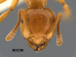 Lasius-plumopilosus-MCZ001H.jpg