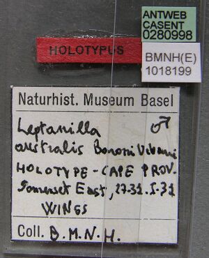 Leptanilla australis casent0280998 l 2 high.jpg