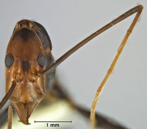 Leptomyrmex varians head view