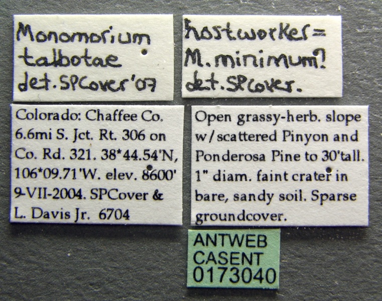 File:Monomorium minimum casent0173040 label 1.jpg