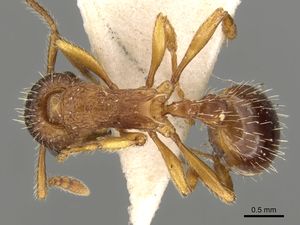 Myrmica slovaca D casent0280823.jpg