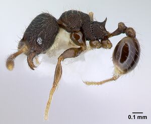 Pheidole carinote casent0608843 p 1 high.jpg