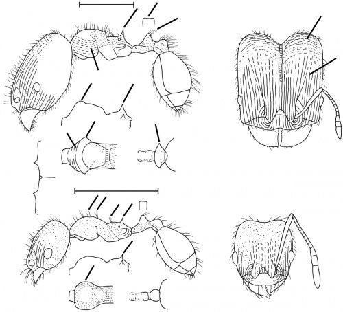 Pheidole torosa Wilson 2003.jpg