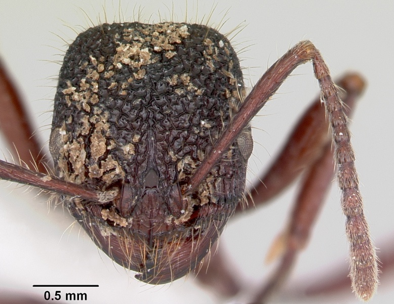 File:Pogonomyrmex striatinodus casent0103538 head 1.jpg