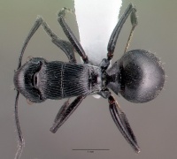 Polyrhachis bedeloweryi casent0009235 top AntWiki.jpg