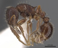 Tetramorium plumosum casent0901186 p 1 high.jpg