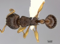 Tetramorium vohitra casent0189167 d 1 high.jpg