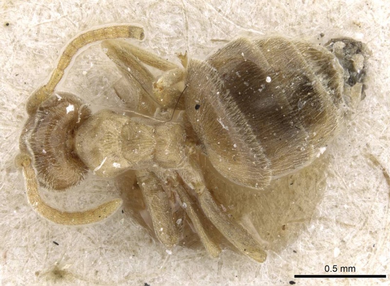 File:Bothriomyrmex turcomenicus casent0905116 d 1 high.jpg