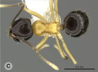 Brachymyrmex bicolor F13c.jpg