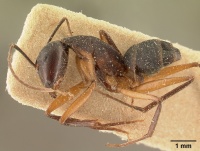 Camponotus hova becki casent0101100 profile 1.jpg