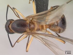 Camponotus maculatus casent0147206 dorsal 1.jpg