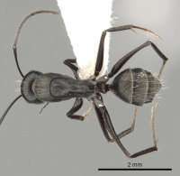 Camponotus micans casent0249991 d 1 high.jpg