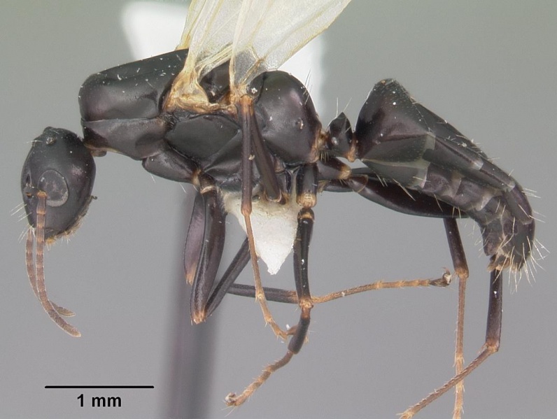 File:Camponotus nearcticus casent0102697 profile 1.jpg