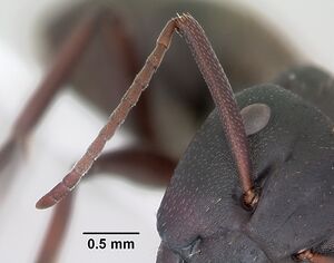 Camponotus planus casent0173218 head 2.jpg