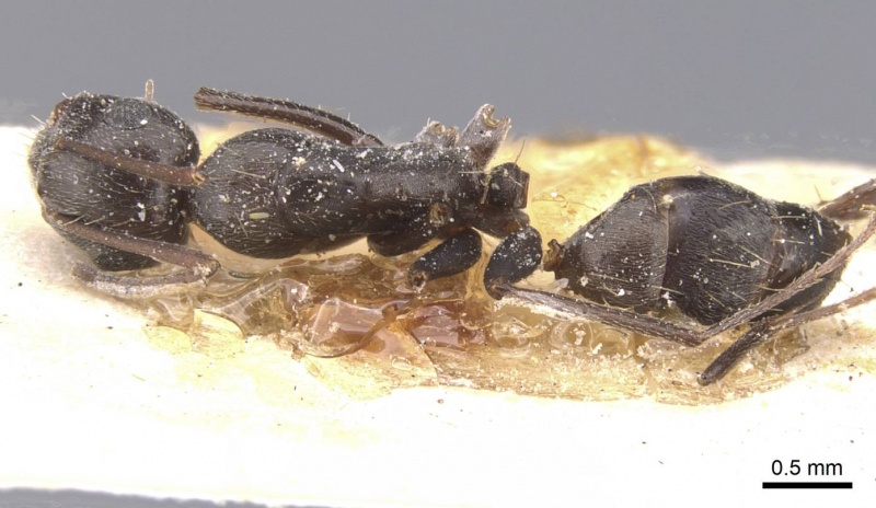 File:Camponotus territus casent0911694 d 1 high.jpg