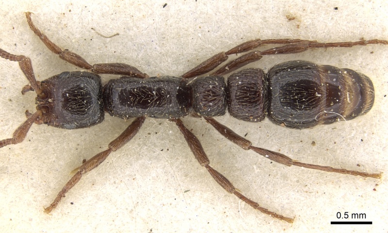 File:Cerapachys peringueyi casent0281975 d 1 high.jpg