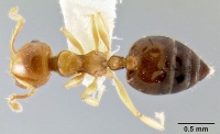 Crematogaster abrupta casent0219566 d 1 high.jpg