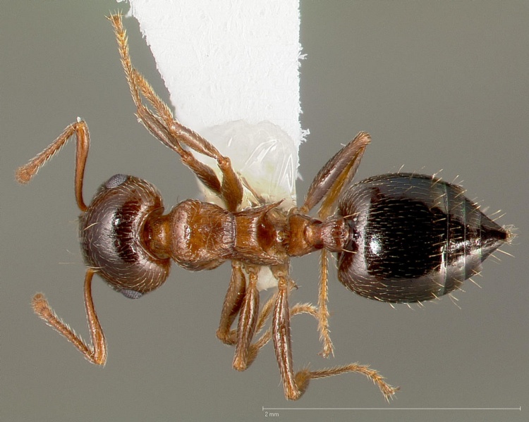 File:Crematogaster mormonum casent0005671 dorsal 1.jpg