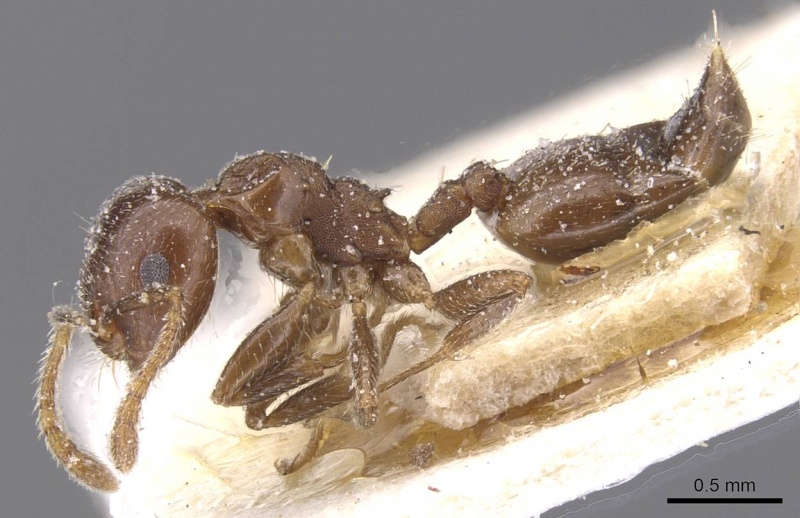 File:Crematogaster phoenica casent0912710 p 1 high.jpg