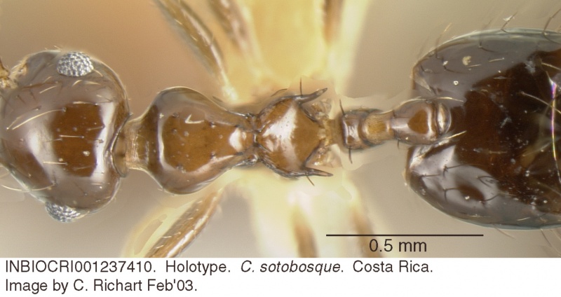 File:Crematogaster sotobosque inbiocri001237410 d 1 high.jpg