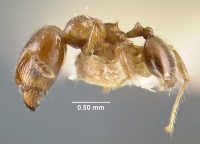 MCZ-ENT00020769 Pheidole sagana hal.jpg