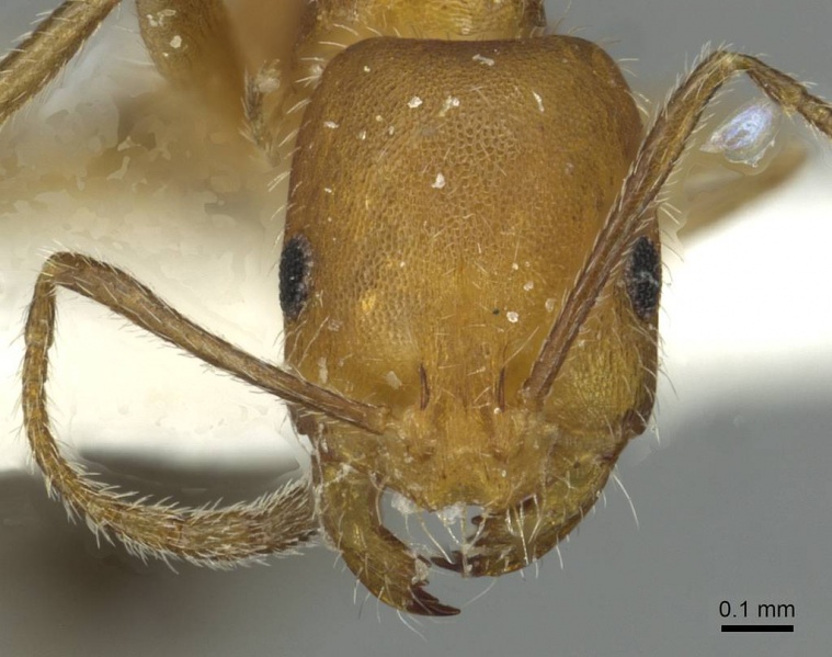 File:Monomorium yemene casent0913865 h 1 high.jpg