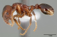 Myrmica incompleta casent0005703 profile 1.jpg