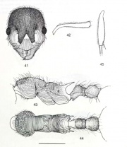 Myrmica pleiorhytida.jpg