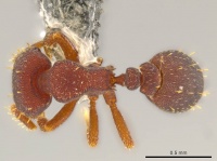 Octostruma trithrix D jtlc000010103.jpg