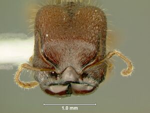 Pheidole-sayapensisH5.jpg