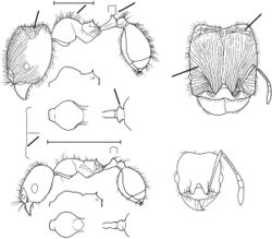 Pheidole setsukoae Wilson 2003.jpg