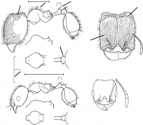 Pheidole setsukoae Wilson 2003.jpg