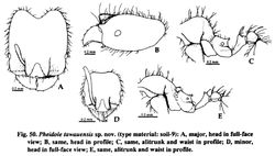 Pheidole tawauensis.jpg