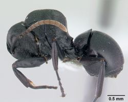 Polyrhachis lestoni casent0178252 profile 1.jpg