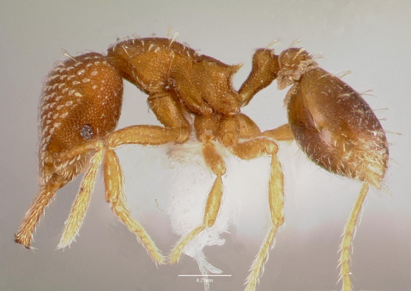 File:Strumigenys louisianae casent0003321 profile 1.jpg