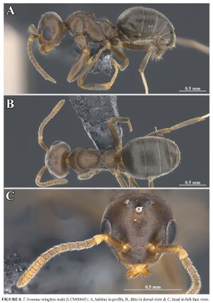 Technomyrmex brunneus male F8.jpg