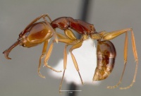 Anochetus madagascarensis casent0005966 profile 1.jpg