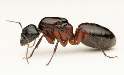 Camponotus ligniperda - AntWiki