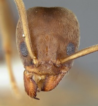 Linepithema piliferum casent0106979 head 1.jpg