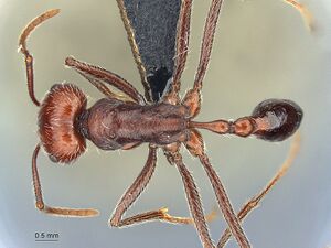 MCZ ENT Ocymyrmex phraxus had.jpg